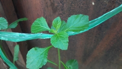 Cyanthillium cinereum