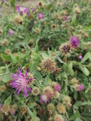 Centaurea seridis