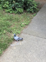 Columba livia domestica