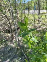 Salix kochiana