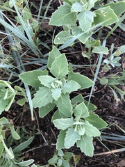 Chenopodium watsonii