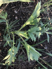 Chenopodium watsonii