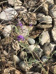 Medicago lessingii