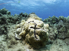Montipora patula