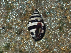 Engina zonalis