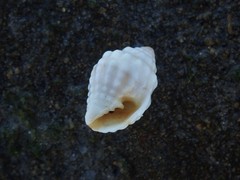 Vexillum cancellarioides