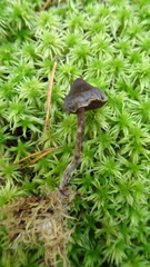 Cortinarius anthracinus