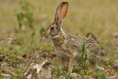 Lepus victoriae