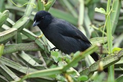 Laniarius funebris