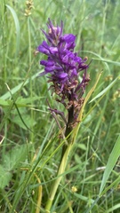 Anacamptis palustris elegans