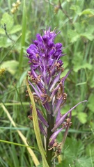 Anacamptis palustris elegans