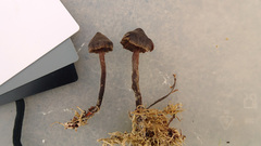 Cortinarius anthracinus
