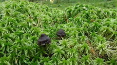 Cortinarius anthracinus