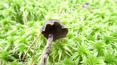 Cortinarius anthracinus