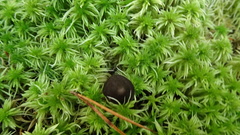 Cortinarius anthracinus