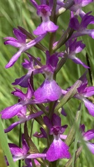 Anacamptis palustris elegans