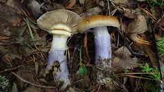 Cortinarius collinitus