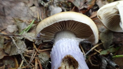 Cortinarius collinitus