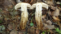 Cortinarius collinitus