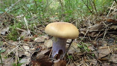 Cortinarius collinitus
