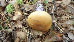 Cortinarius collinitus