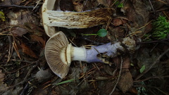 Cortinarius collinitus
