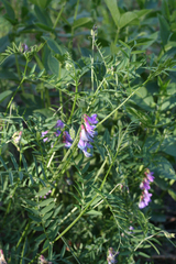 Vicia nervata