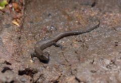 Cophoscincopus greeri