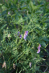 Vicia nervata