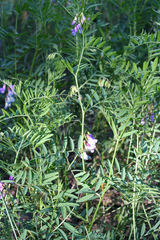 Vicia nervata