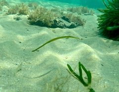 Stigmatopora nigra