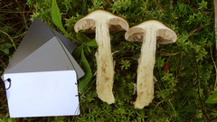 Cortinarius collinitus