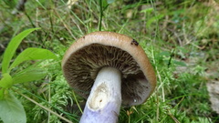 Cortinarius collinitus