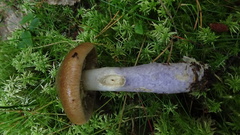 Cortinarius collinitus
