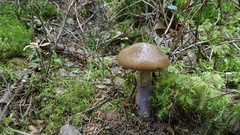 Cortinarius collinitus