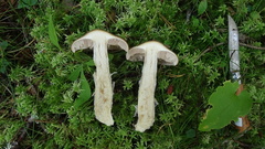 Cortinarius collinitus