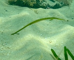 Stigmatopora nigra