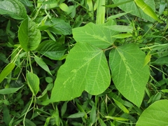 Pueraria montana lobata