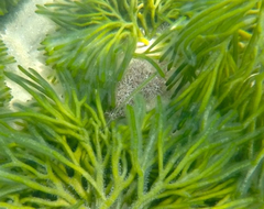 Stigmatopora nigra