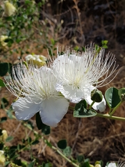 Capparis sicula