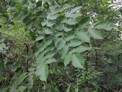 Aralia decaisneana