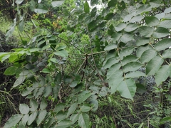 Aralia decaisneana