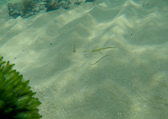Stigmatopora nigra