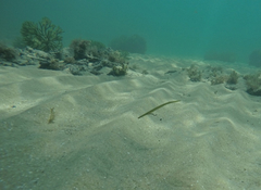 Stigmatopora nigra