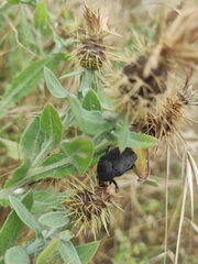 Protaetia morio
