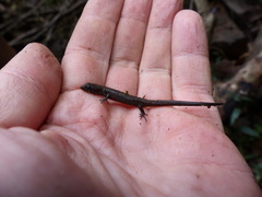 Cophoscincopus greeri