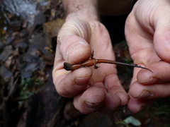 Cophoscincopus greeri