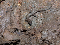 Cophoscincopus greeri