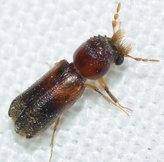 Scobicia chevrieri