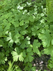 Anemonastrum baicalense